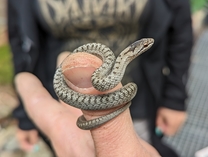 Zmije a užovky. Zoo Brno představuje nové druhy